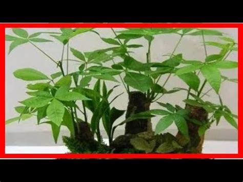 玄關耐陰植物|【玄關耐陰植物】玄關耐陰植物大集合！點綴你的風水玄關，打造。